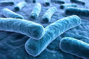 Tips For Using Lactobacilli